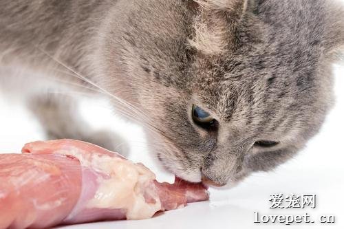 到底能不能给宠物猫咪和狗狗喂生肉？