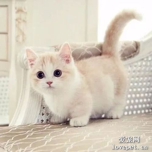 小猫小时候吃什么好