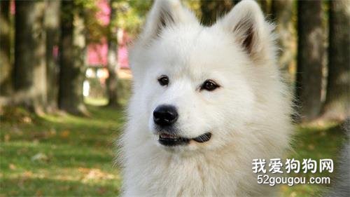 秋田犬性格和缺点 秋田犬的饲养要点