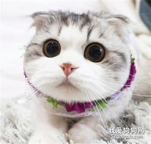 猫咪呕吐是怎么回事 猫咪呕吐的原因有哪些？