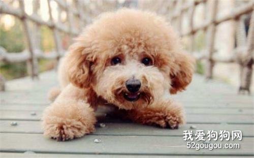 适合家养的中小型犬有哪些？