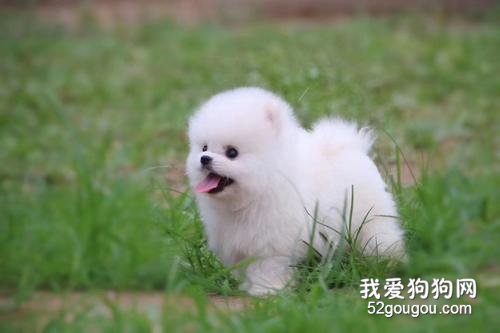 适合家养的中小型犬有哪些？