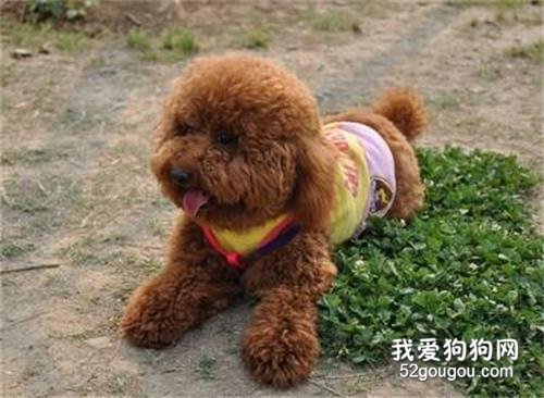 贵宾犬品种有哪些 一共有四种不同品种！