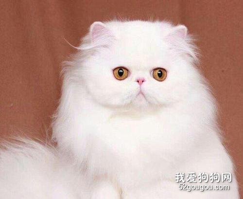 波斯猫分为几个品种 波斯猫有几种颜色？