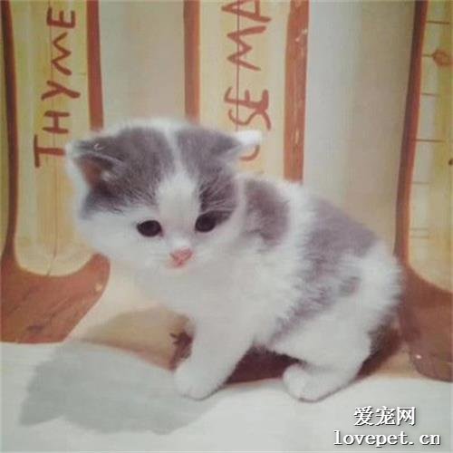 小奶猫如何刺激排便？ 不刺激排便猫会死吗？