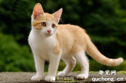 如何辨别土耳其梵猫 土耳其梵猫特征介绍