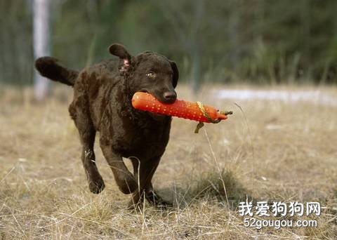 训练猎犬