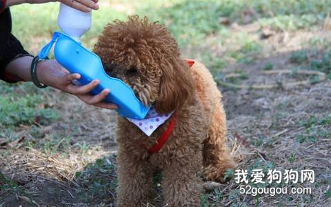 贵宾犬猛喝水