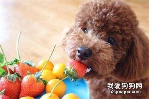 饲养泰迪犬，这些优缺点你最好先了解！