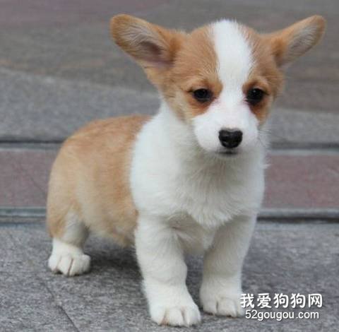 养柯基犬