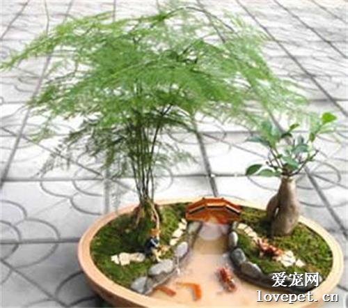 家里如果养了猫 建议不要养以下这些植物