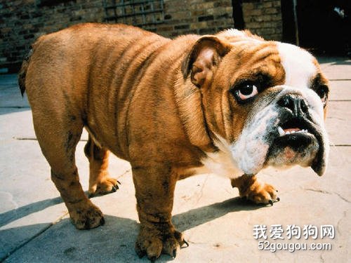 英国斗牛犬的4大缺点，易生病不听话！