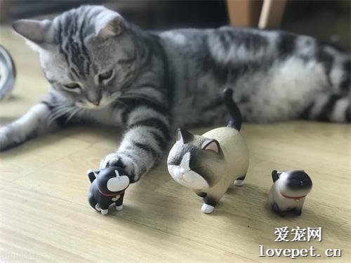 国内人气最高的6种猫咪，个个都是“猫明星”，你养过几种？