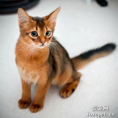 如何选购索马里猫？