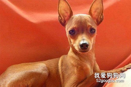 小鹿犬多少钱一只 最新的小鹿犬市场价！