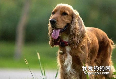 可卡犬耳部护理