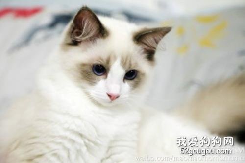 猫呕吐不吃饭能自愈吗 如何解决？