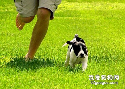 训练狗狗跟随