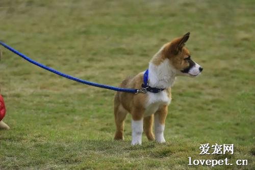 下雨天气还要带狗狗出去遛狗吗?