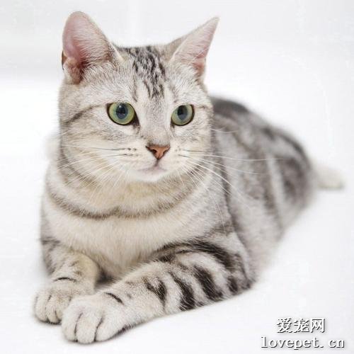 世界名猫之美国短毛猫品种介绍