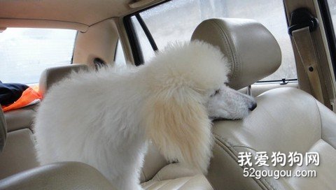 狗狗晕车