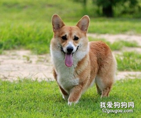 卡迪根威尔士柯基犬