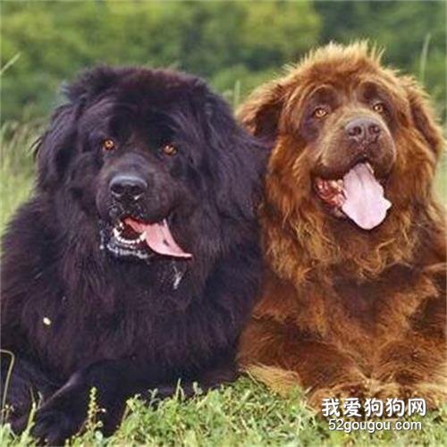 纽芬兰犬聪明吗，纽芬兰犬智商排名第几？