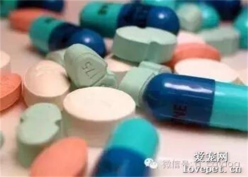 这些食物狗狗绝不能吃，你都知道吗？