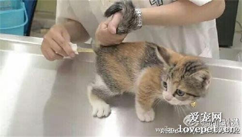 怎么给猫测体温 给猫测体温方法