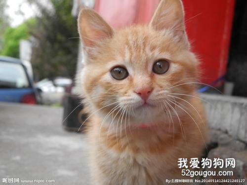 猫驱完虫拉稀正常吗？ 可能是喂养问题