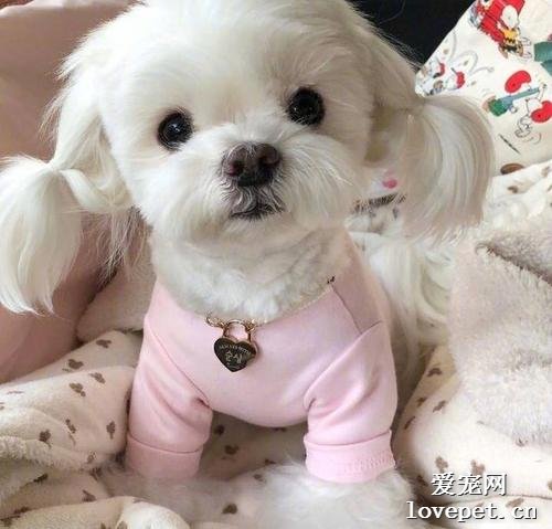 什么是马尔济斯犬？马尔济斯犬的体貌特征和生活习性是什么？