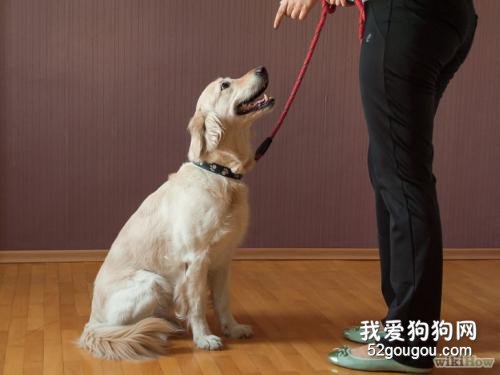 宠物犬的静止停坐与坐姿训练