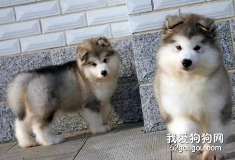 喂养阿拉斯加幼犬