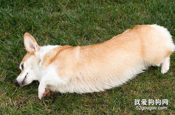 训练柯基犬