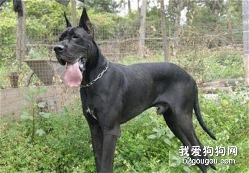 大丹犬凶吗