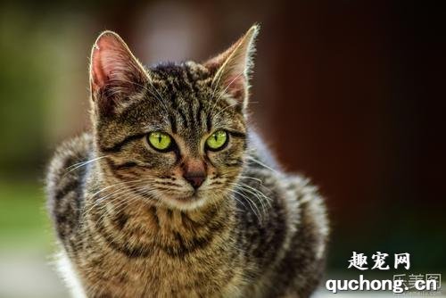 中国狸花猫怎么选购 狸花猫选购技巧