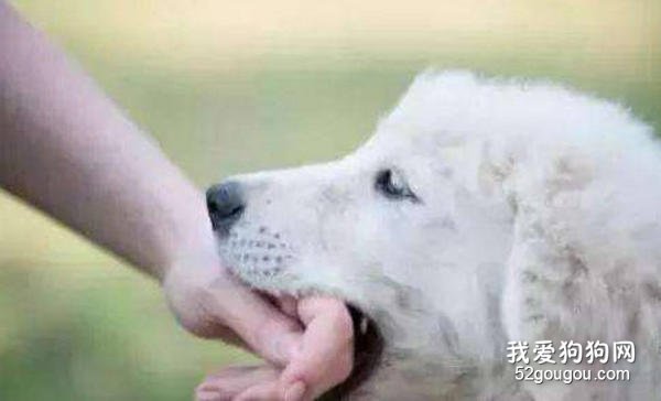 防止狂犬病