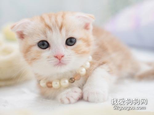 折耳猫猫发情了是什么样子 公猫和母猫表现不一样