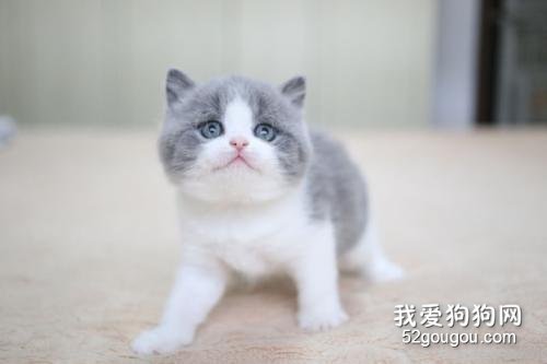 英国短毛猫是短鼻猫吗? 