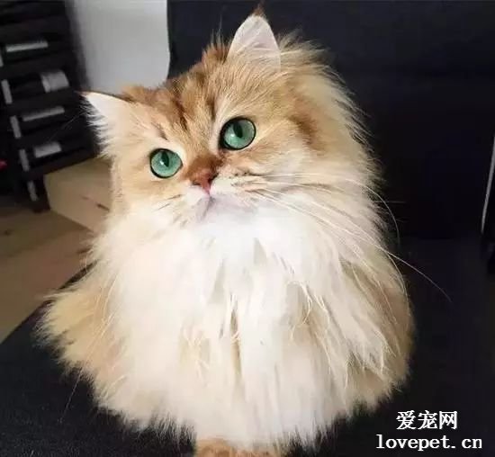 猫咪美图,猫咪萌照,猫咪摄影,猫咪图片