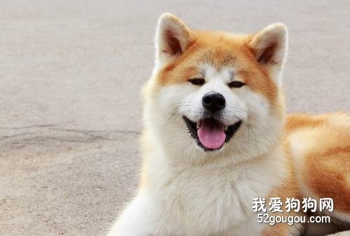 秋田犬如何饲养 混搭是不错的选择！