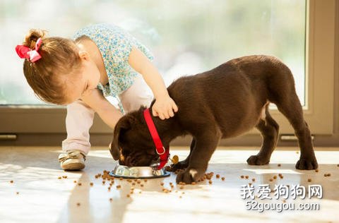 幼犬吃东西