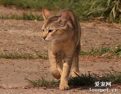 非洲狮子猫好养吗 非洲狮子猫喂养计划