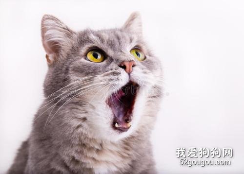 猫咪为什么到了晚上很爱叫？