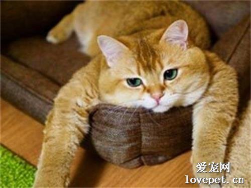 橘猫为什么这么可爱？