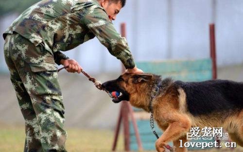 做训犬师有什么危害