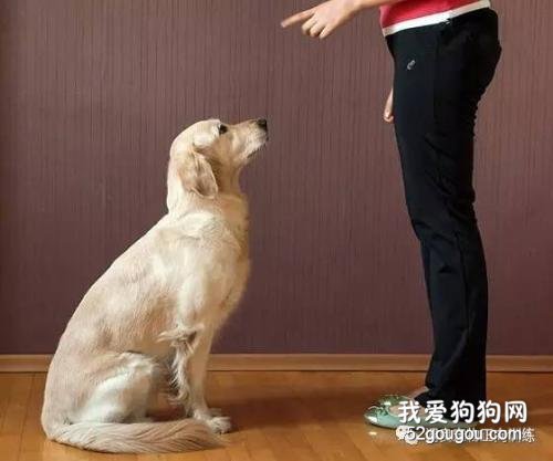 宠物犬的静止停坐与坐姿训练