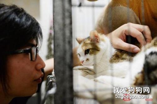 猫咪不亲人怎么办