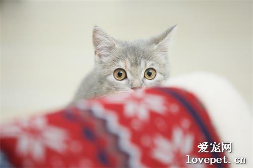 猫咪训练：呆笼子里、召唤术和亲人