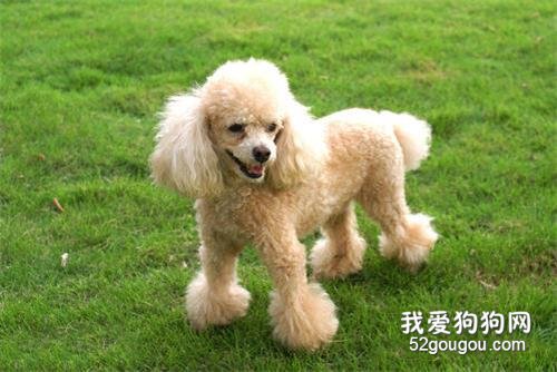 适合家养的中小型犬有哪些？